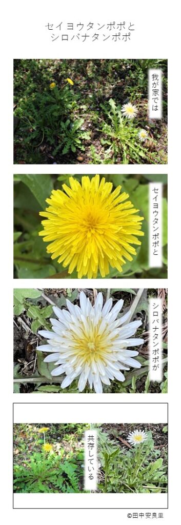 我が家では
セイヨウタンポポと
シロバナタンポポが
共存している