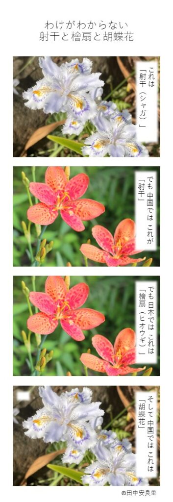 これは「射干(シャガ)」 でも中国ではこれが「射干」 でも日本ではこれが「檜扇(ヒオウギ)」 そして中国ではこれは「胡蝶花」