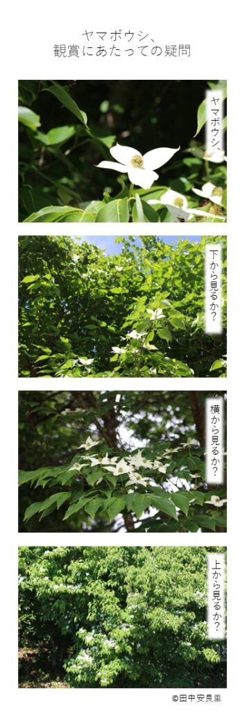 ヤマボウシ、観賞にあたっての疑問