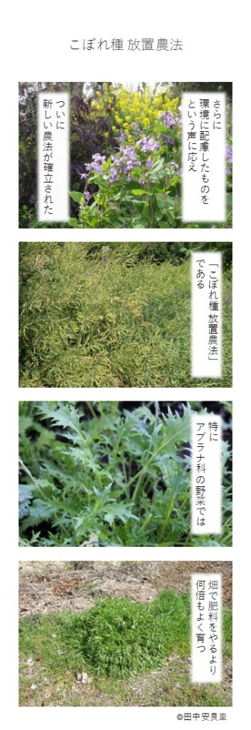 さらに環境に配慮したものをという声に応え ついに新しい農法が確立された 「こぼれ種 放置農法」であうる 特にアブラナ科の野菜では 畑で肥料をやるより何倍もよく育つ