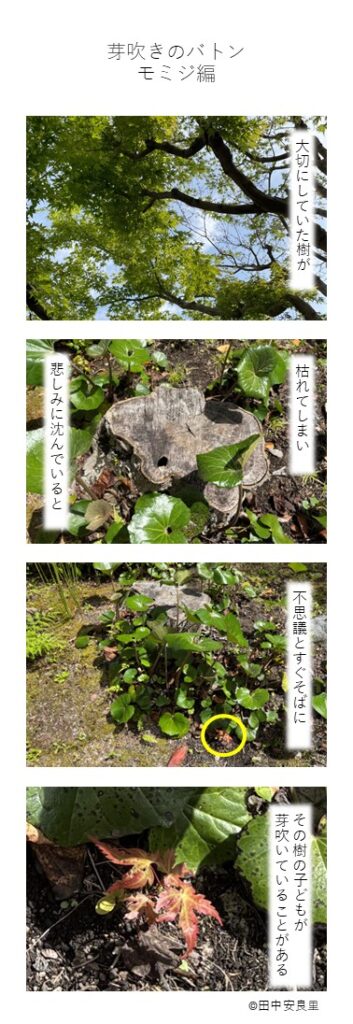 大切にしていた樹が 枯れてしまい　悲しみに沈んでいると 不思議とすぐそばに その樹の子どもが芽吹いていることがある