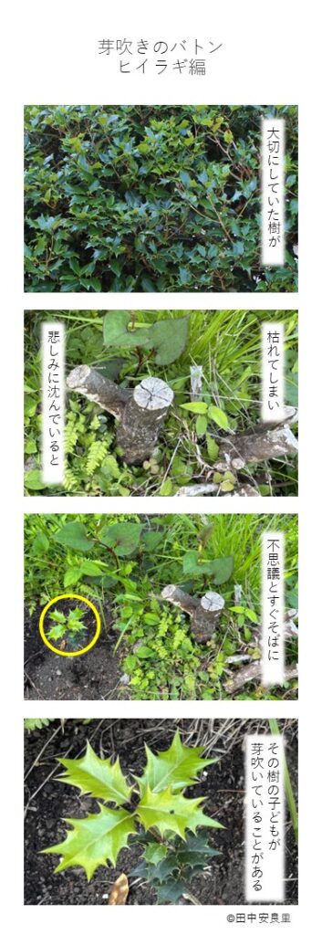 大切にしていた樹が 枯れてしまい　悲しみに沈んでいると 不思議とすぐそばに その樹の子どもが芽吹いていることがある