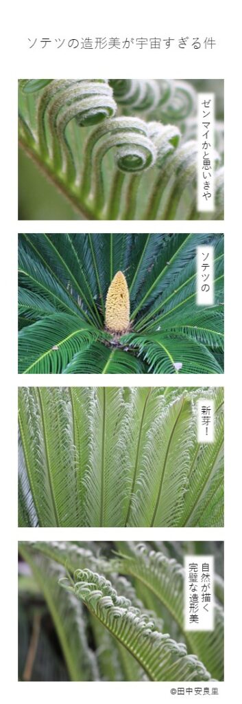 ゼンマイかと思いきや ソテツの 新芽！ 自然が描く完璧な造形美