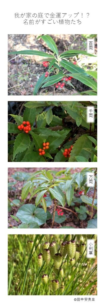 百両 千両 万両 小判草