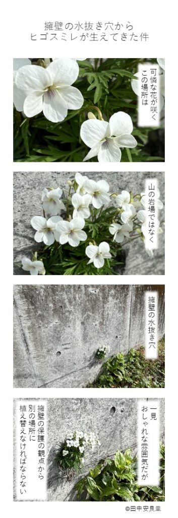 可憐な花が咲くこの場所は 山の岩場ではなく 擁壁の水抜き穴 一見おしゃれな雰囲気だが 擁壁保護の観点から別の場所に植え替えなければならない