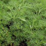 思わず「うそでしょ！？」と言いたくなる我が家の香り植物４選
