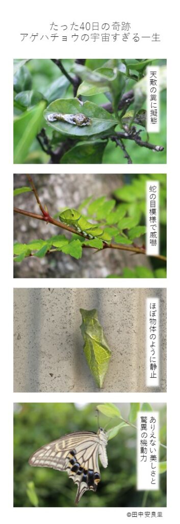 天敵の糞に擬態 蛇の目模様で威嚇 ほぼ物体のように静止 ありえない美しさと驚異の機動力