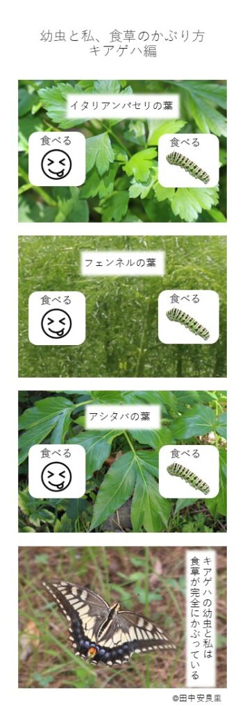 イタリアンパセリの葉 フェンネルの葉 アシタバの葉 キアゲハの幼虫と私は 食草が完全にかぶっている