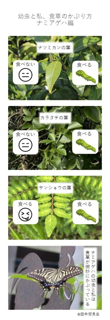 ナツミカンの葉 カラタチの葉 サンショウの葉 ナミゲハの幼虫と私は 食草が微妙にかぶっている
