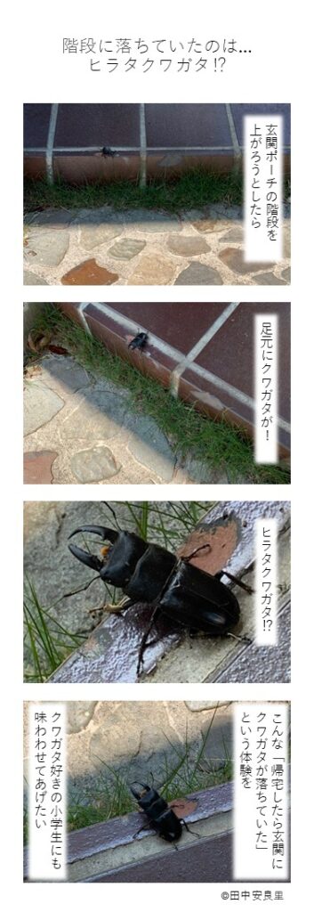 玄関ポーチの階段を上がろうとしたら 足元にクワガタが！ ヒラタクワガタ⁉ こんな「帰宅したら玄関にクワガタが落ちていた」という体験を クワガタ好きの小学生にも味わわせてあげたい