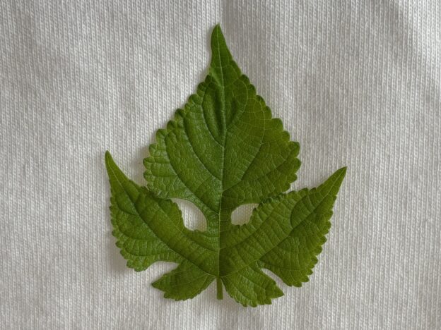 我が家の可愛すぎる超自然由来ワッペン３選