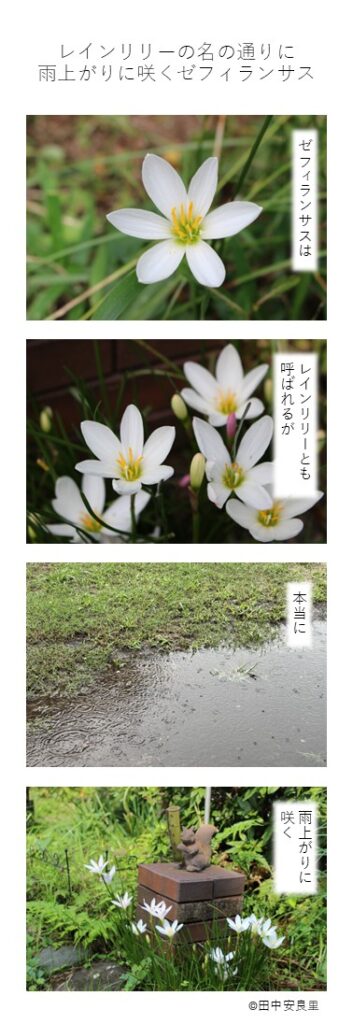 ゼフィランサスは レインリリーとも呼ばれるが 本当に 雨上がりに咲く