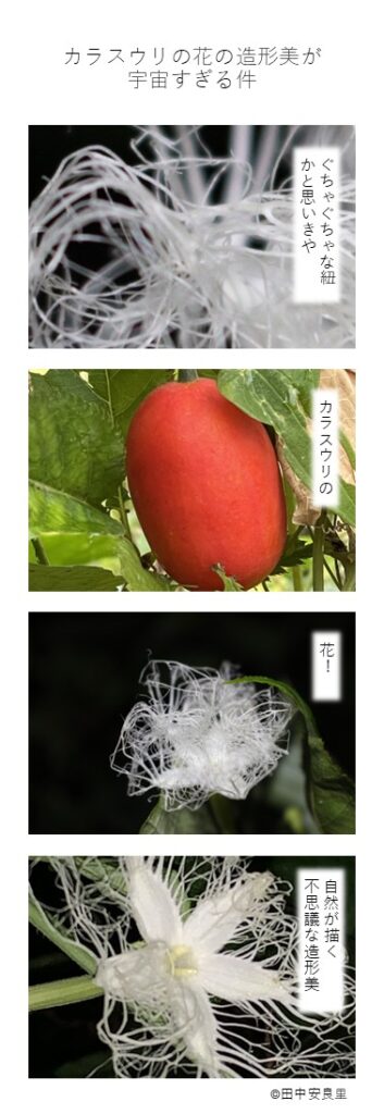 ぐちゃぐちゃな紐かと思いきや カラスウリの 花！ 自然が描く不思議な造形美