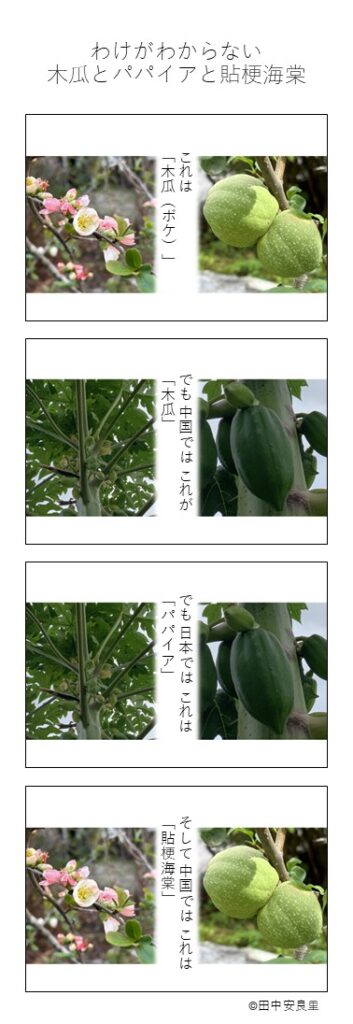 これは「木瓜（ボケ）」 でも中国ではこれが「木瓜」 でも日本ではこれは「パパイア」 そして中国ではこれは「貼梗海棠」