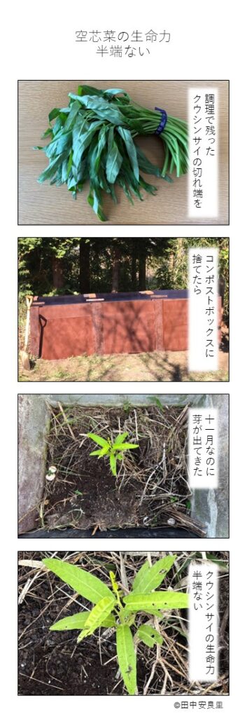 調理で残った クウシンサイの切れ端を コンポストボックスに 捨てたら 十一月なのに 芽が出てきた 空芯菜の生命力 半端ない