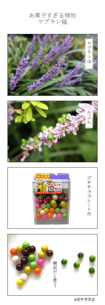 ヤブランは たぶん プチチョコレートの 親戚だと思う