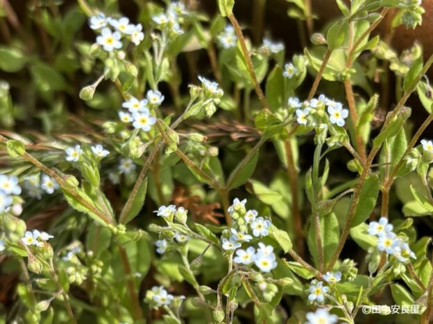 大いなる勘違い　勿忘草編