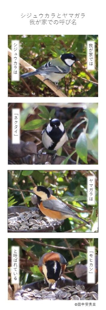 我が家では シジュウカラは「ネクタイ」 ヤマガラは「モヒカン」 と呼ばれている