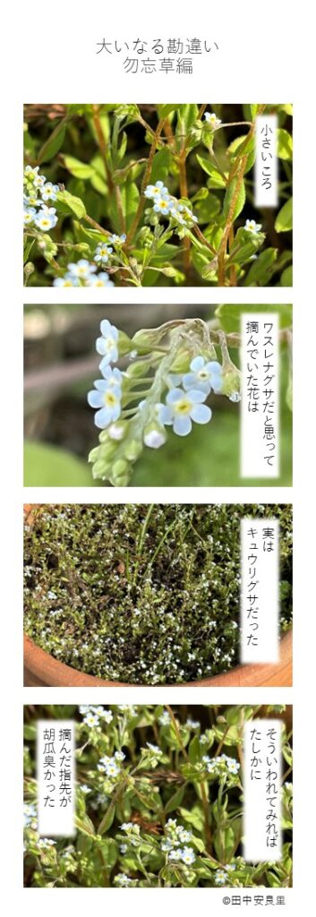 小さいころ ワスレナグサだと思って摘んでいた花は 実はキュウリグサだった そういわれてみれば たしかに 摘んだ指先が 胡瓜臭かった