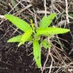 空芯菜の生命力　半端ない